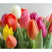 Тюльпаны МИКС высотой 40-50 см фото