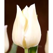 Тюльпаны Royal Virjin фото