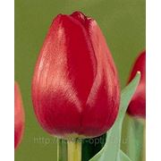 Тюльпаны Attila фото