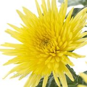 Хризантема “Анастасия желтая“ фото