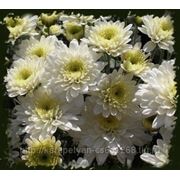 №3 “Cheryl Frosty“ 4/60, среднего срока цветения. фотография