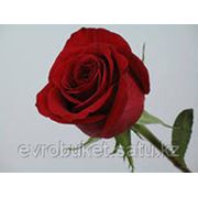 Голландские розы красного цвета до 80 см