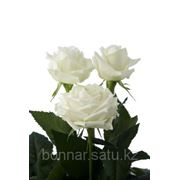Белые розы, пр-во Кения от 60 до 80 см фото