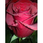 Метровые розы из голландии фото