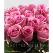 Розовая роза, Кения, Ривайвл, 60см фото