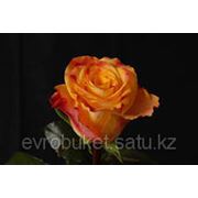Голландская роза сорта Мэри Клэр красно оранжевого цвета