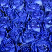 Синие розы (Голландия, вы сами выбираете количество) фотография