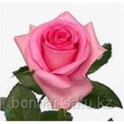Ривайвл, Местная роза, цвет розовый фото