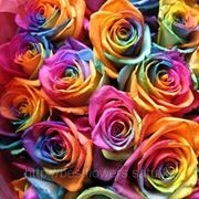 Радужная роза (Голландия, вы сами выбираете количество) фото