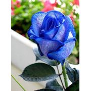 Синяя роза, Эквадор фото