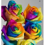 Радужные розы фотография