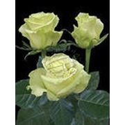 Роза Мондиаль, бело-зеленого цвета, пр-во Эквадор фото