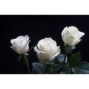 Роза Амелия, Белый цвет, Эквадор фото