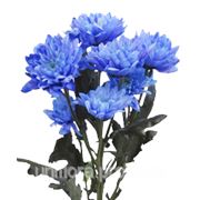 Голубые, синие хризантемы фотография