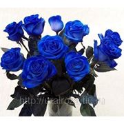 Синие и Черные розы крашеные фото