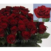 Уральская роза высотой 60 см фото