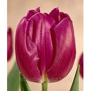Тюльпаны Purple Fleg фото