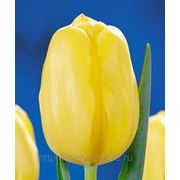 Тюльпаны Yellow King фото