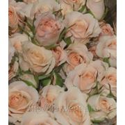 Розы подмосковные кустовые 60 см (сорт Jana) фото