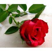 Роза Красный Рыцарь фото
