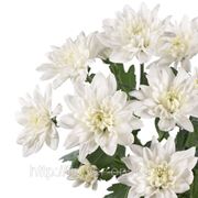 Хризантема “Балтика белая“ фото