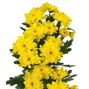 Хризантема “Зембла желтая“ фото