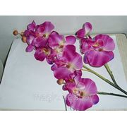 Орхидея фотография