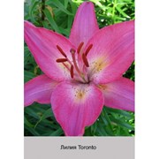 Лилия Азиатский гибрид двухцветный Toronto фото