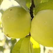 Саженцы яблони сорт Антоновка фото