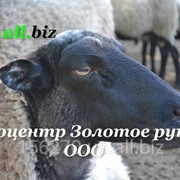 Бараны племенные, Овцы, Романовская порода, экспорт фотография