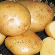 Картофель посевной, раннеспелый, сорт «Гала»