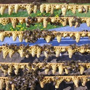 Пчеломатки Карпатской породы Закарпатье, Украина фото