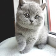 Породистые британские котята питомник LV*RAYS OF HOPE фотография