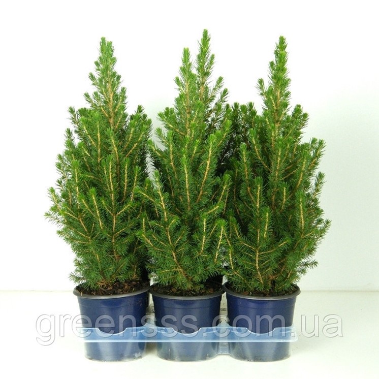 Ель коника высадка в грунт. Ель сизая коника. Пересадка коники. Ель канадская коника. Ель канадская коника децембр (р9).