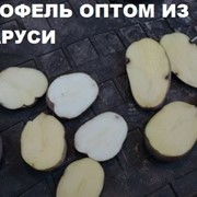 Картофель крупным оптом, напрямую от производителя в РБ.