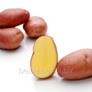 Картофель посевной Ароза 1РС фото