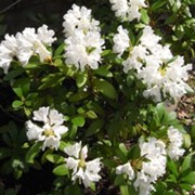 Рододендрон Rhododendron Y Carol. Allbrook обхват ствола 20-30