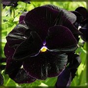 Цветы “Виола“ темный бархат Уральский дачник е/п фотография