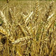 Пшеница третьего класса, Пшеница 3 класса в Казахстане, Пшеница третий класс оптом в Казахстане фото