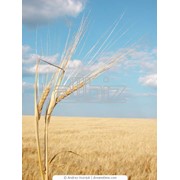 Пшеница твердая озимая