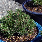 Сосна Pinus sylvestris Albyns обхват ствола 30KM фотография