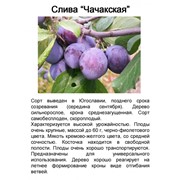 Слива Чачакская, саженец 5-ти летка, ком, плодовые крупномеры фотография