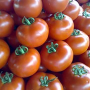 Помидоры, томаты свежие, оптом фото