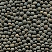 Вика сортовое зерно ГОСТ опт по Украине и экспорт