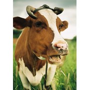 Уход и содержание коров фото