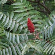 Уксусное дерево - Сумах оленорогий. Новинка из Америки фото
