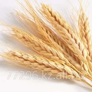 Пшеница фотография