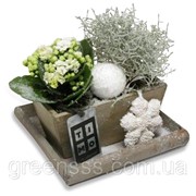 Композиция из цветущих комнатный растений -- arrangements Indoor plants flowering фото
