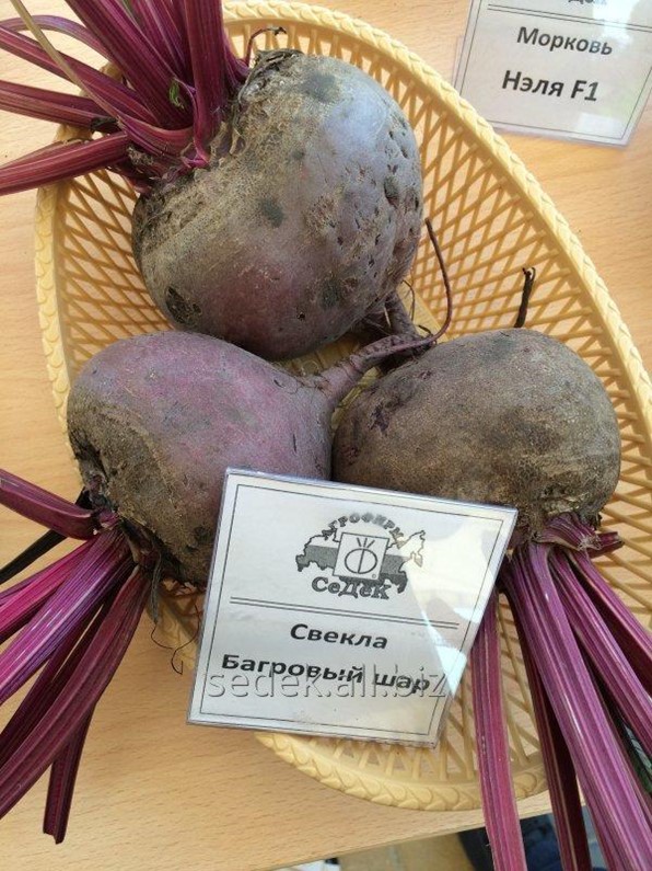 Где Можно Купить Семена Свеклы