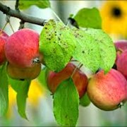 Саженцы яблонь, Саженцы яблонь сорта Алтайское румяное, Саженцы плодовых деревьев